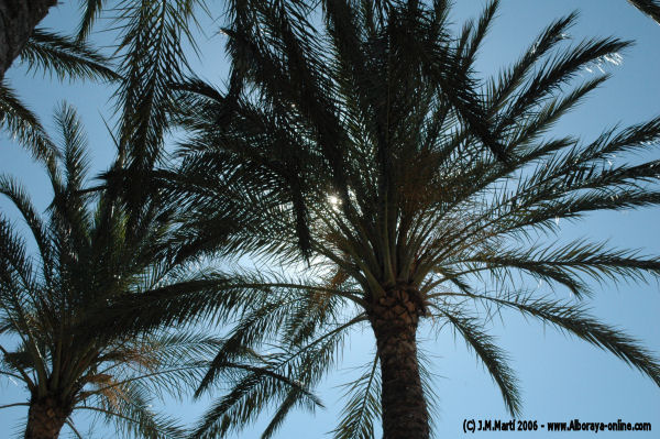 La belleza de las palmeras en l'Horta Nord 